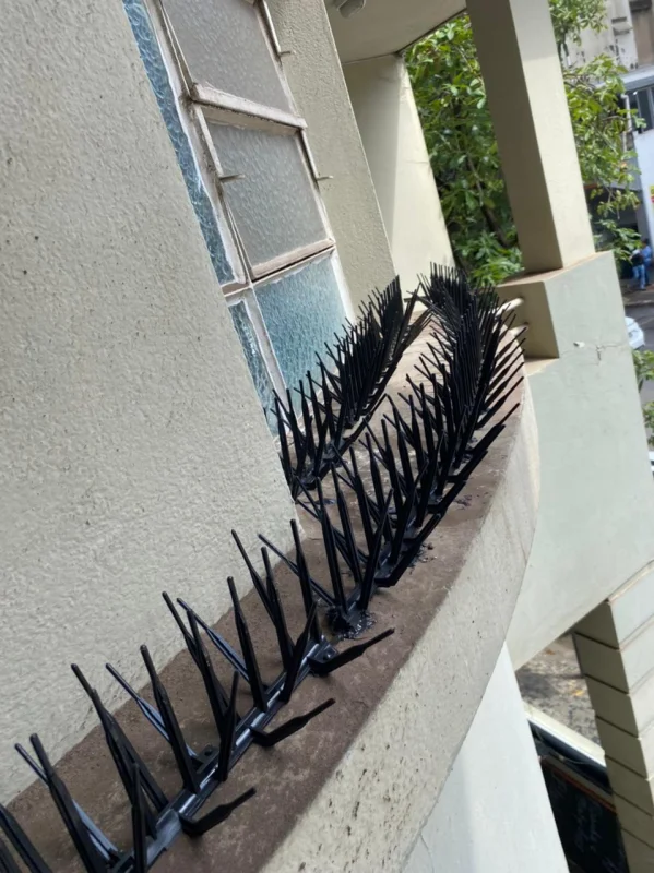 dedetizadora de pombos em Minas Gerais